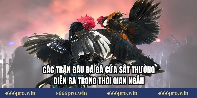Các trận đấu đá gà cửa sắt thường diễn ra trong thời gian ngắn